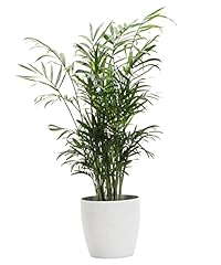 Thorsen greenhouse parlor for sale  Delivered anywhere in USA 