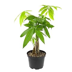Altman plants chinese for sale  Delivered anywhere in USA 