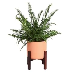 Costa farms kimberly for sale  Delivered anywhere in USA 