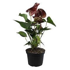 Black chocolate anthurium for sale  Delivered anywhere in USA 