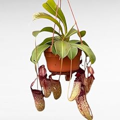 Nepenthes pianta carnivora usato  Spedito ovunque in Italia 