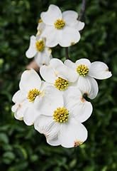 Celestial dogwood flowering for sale  Delivered anywhere in USA 