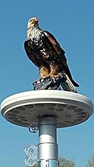 Eagle display flagpole for sale  Delivered anywhere in USA 