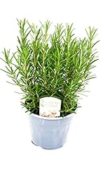Large rosemary plant for sale  Delivered anywhere in UK
