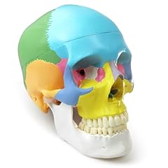 2025 neues anatomie gebraucht kaufen  Wird an jeden Ort in Deutschland
