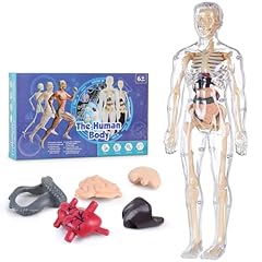 Human body model for sale  Delivered anywhere in USA 