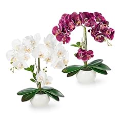 Pasch lot orchidées d'occasion  Livré partout en Belgiqu