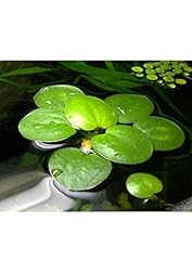Aquaplants froschbiss limnobiu gebraucht kaufen  Wird an jeden Ort in Deutschland