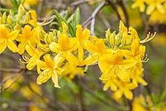 Rhododendron lut goldtopas gebraucht kaufen  Wird an jeden Ort in Deutschland