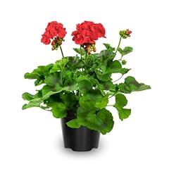 Geranium plants live for sale  Delivered anywhere in USA 