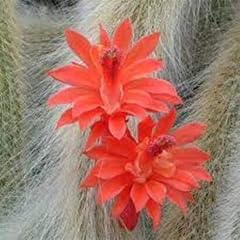 40pieces red hildewintera for sale  Delivered anywhere in UK