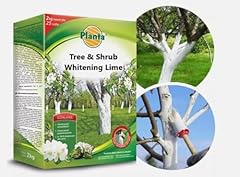 Whitening lime trees for sale  Delivered anywhere in UK