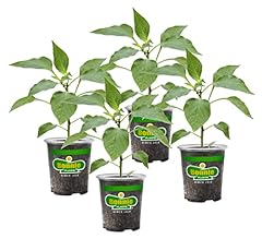 Bonnie plants jalapeno for sale  Delivered anywhere in USA 