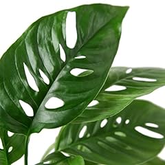 Monstera adansonii live for sale  Delivered anywhere in USA 