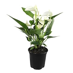 White anthurium live for sale  Delivered anywhere in USA 