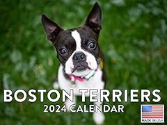 Boston terriers cute for sale  Delivered anywhere in UK