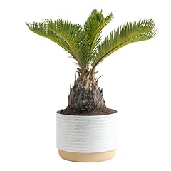 Costa farms live for sale  Delivered anywhere in USA 