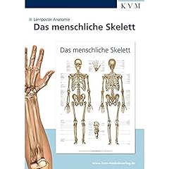 Anatomie lernposter menschlich gebraucht kaufen  Wird an jeden Ort in Deutschland