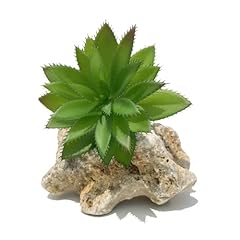 Xiyuan succulents plants for sale  Delivered anywhere in USA 
