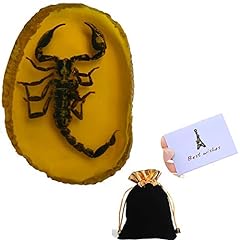 Amber fossil insect for sale  Delivered anywhere in UK