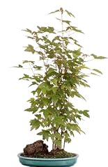 Bonsai buergerianum dreispitza gebraucht kaufen  Wird an jeden Ort in Deutschland