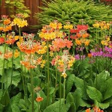 Grow secret garden for sale  Delivered anywhere in UK