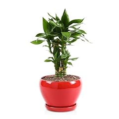 Vicrays ceramic plant for sale  Delivered anywhere in USA 