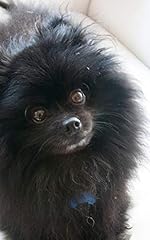 Pomeranian cuteness black d'occasion  Livré partout en France