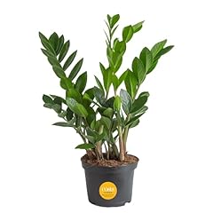 Costa farms live for sale  Delivered anywhere in USA 
