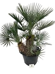 Chamaerops humilis cerifera usato  Spedito ovunque in Italia 