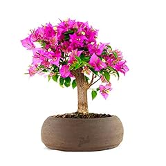 Bouganville bonsai altezza usato  Spedito ovunque in Italia 