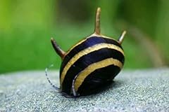 Bumblebee horn snail for sale  Delivered anywhere in UK