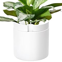 Phoenix vine inch for sale  Delivered anywhere in USA 