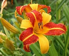 Mixed color daylily for sale  Delivered anywhere in USA 