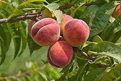 Pfirsich baum säulenobst gebraucht kaufen  Wird an jeden Ort in Deutschland