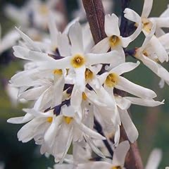 White forsythia flowering for sale  Delivered anywhere in UK