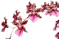 Orchid insanity oncidium for sale  Delivered anywhere in USA 