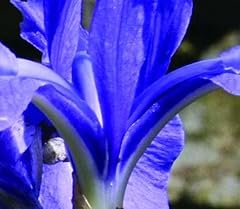 Lincolnshire pond plants for sale  Delivered anywhere in UK