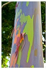 Live rainbow eucalyptus for sale  Delivered anywhere in USA 