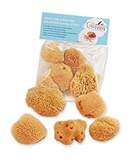 Constantia pets hermit for sale  Delivered anywhere in USA 