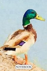 Male mallard duck for sale  Delivered anywhere in USA 