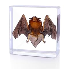 Bat taxidermy real for sale  Delivered anywhere in USA 