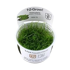 Tropica vesicularia dubyana for sale  Delivered anywhere in UK