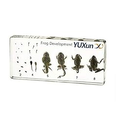 Lifecycle frog development for sale  Delivered anywhere in USA 