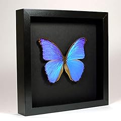 Museumwinkel.com morpho didius for sale  Delivered anywhere in UK