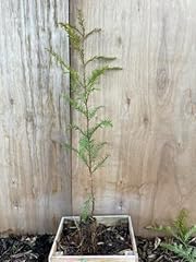 Coast redwood cell for sale  Delivered anywhere in UK