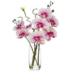 Dilatata pink orchid for sale  Delivered anywhere in USA 