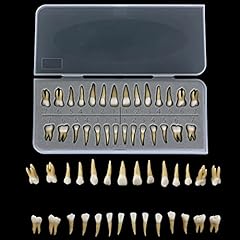 28pcs tooth model for sale  Delivered anywhere in USA 