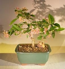 Bonsai boy flowering for sale  Delivered anywhere in USA 