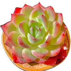 Echeveria crystal rose for sale  Delivered anywhere in USA 